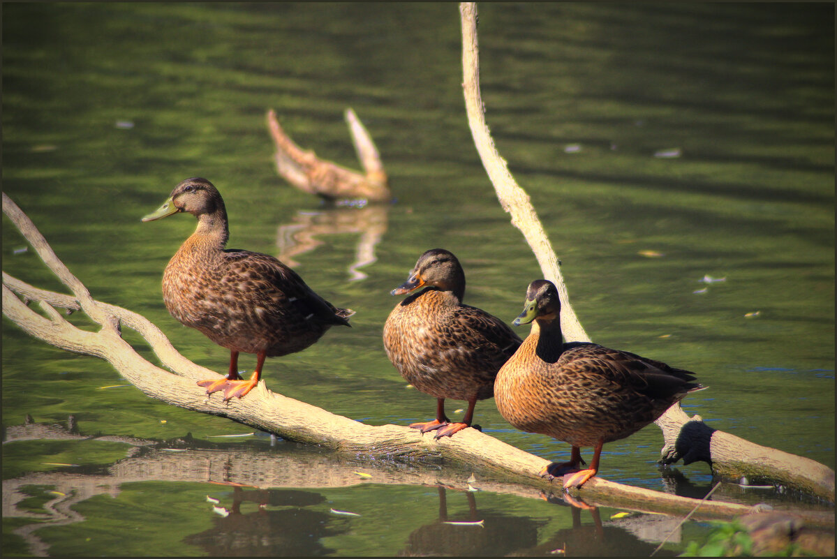 Утки. - Александр. AVG100 ---