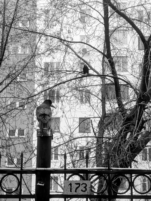 Два ворона - Сергей Матвеенко Два ворона - Сергей Матвеенко