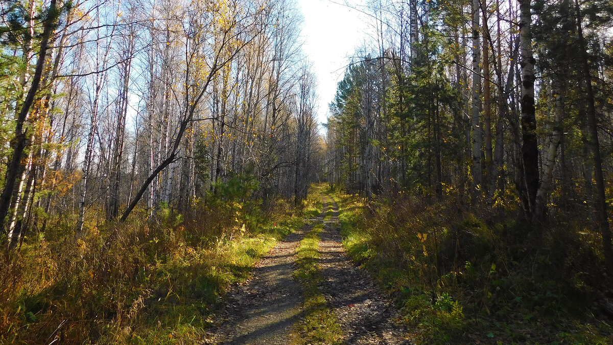Лесная дорога - Владимир Кириченко