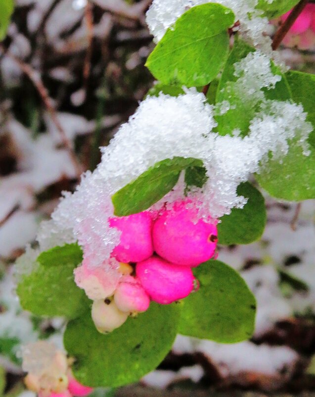 Украшенный снегом - Андрей Снегерёв