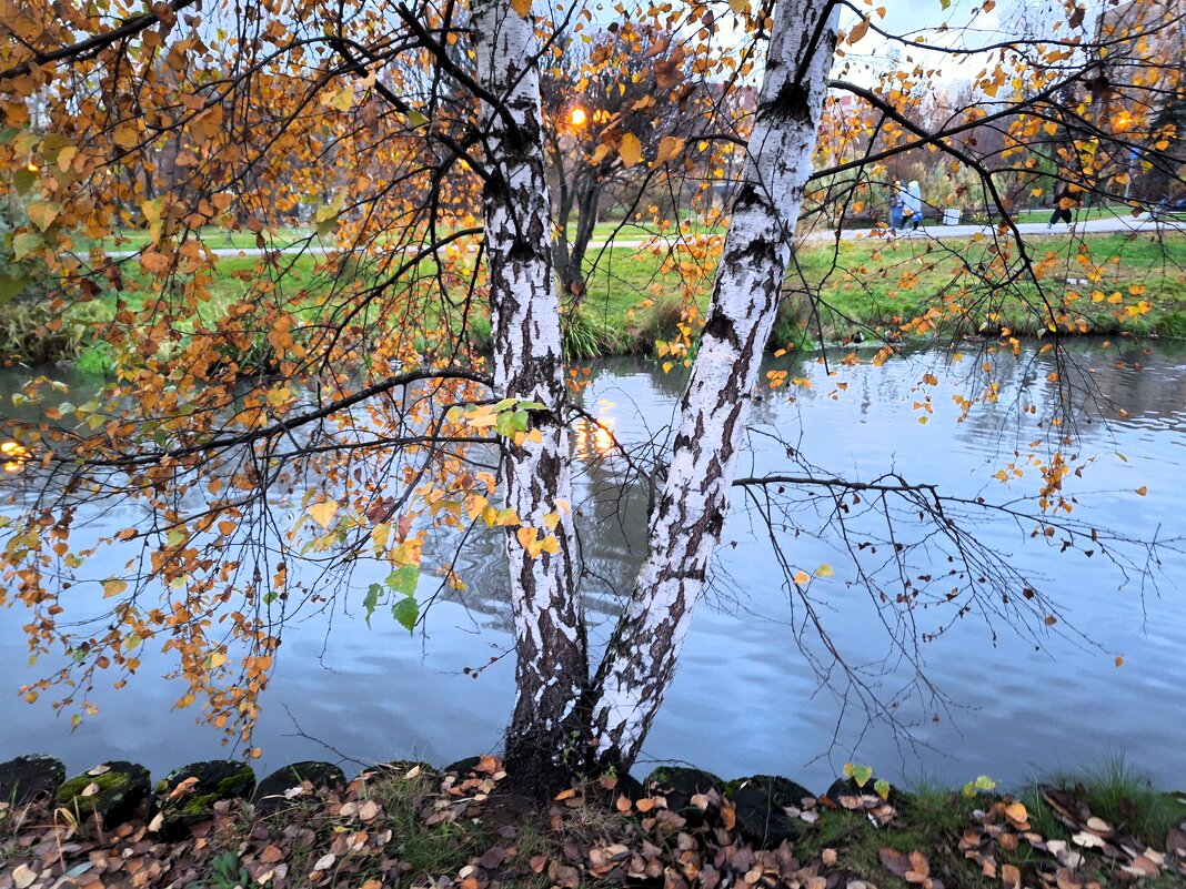 Березка - Наталья 