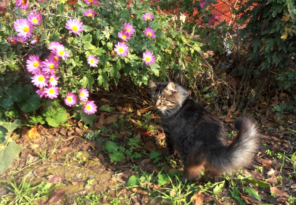 Любовь к хризантемам - Наталья 