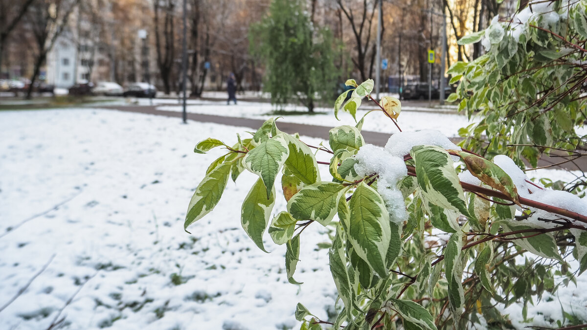 Первый Снег - юрий поляков