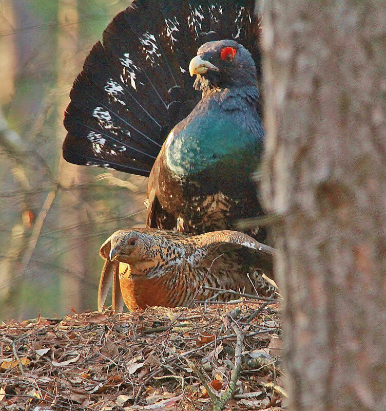 Копалуха и титан - Сергей Лычагин