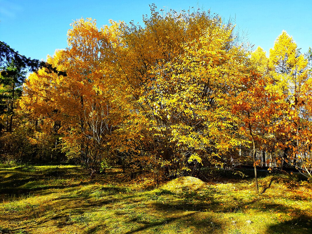 Колдовала над палитрой Осень кистью золотой - Hope 