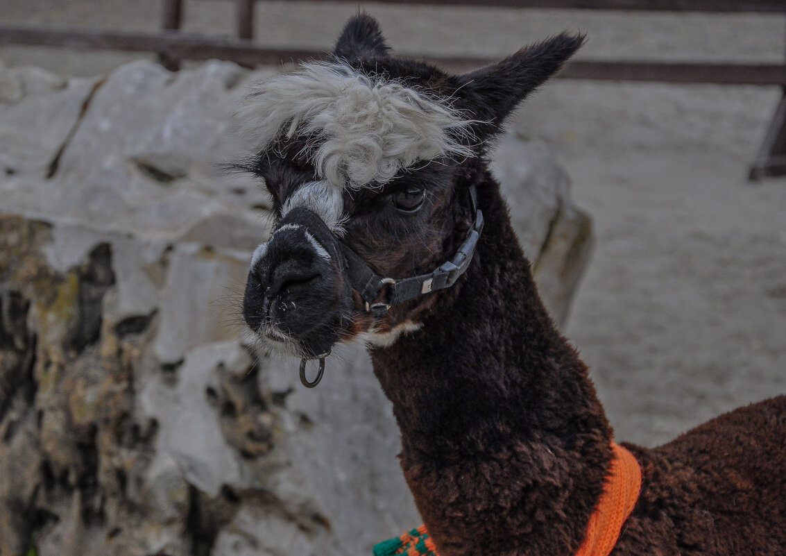 Чудо с чупчиком - Татьяна Машошина Чудо с чупчиком - Татьяна Машошина