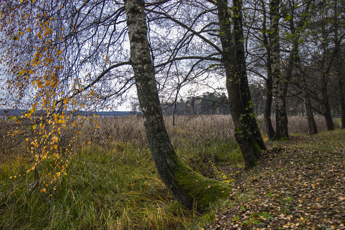 Б/Н - Николай 