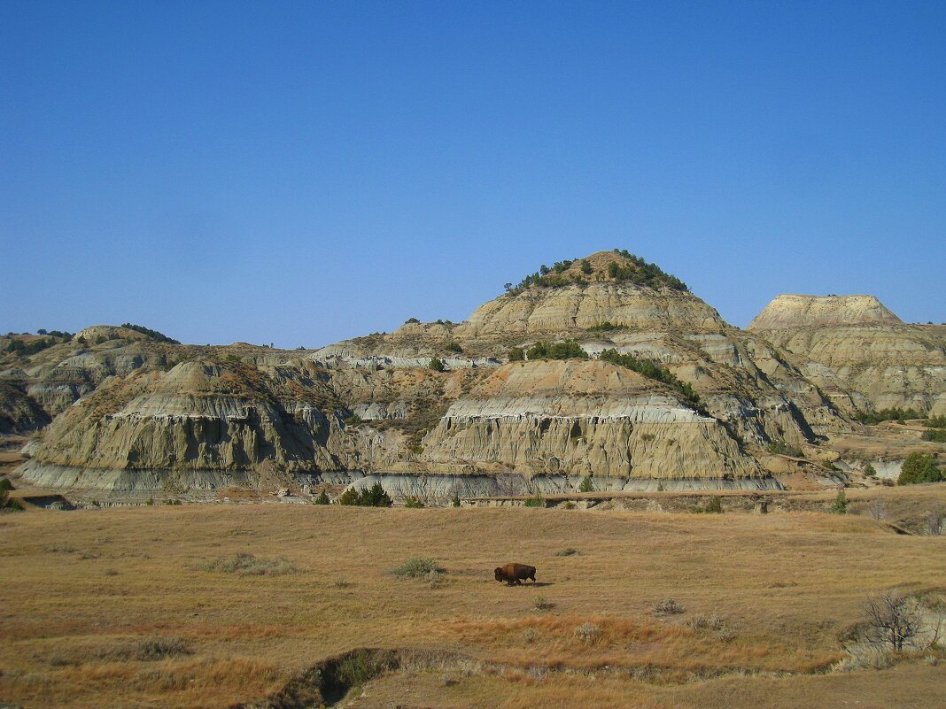 Одинокий бизон. - unix (Илья Утропов) Одинокий бизон. - unix (Илья Утропов)