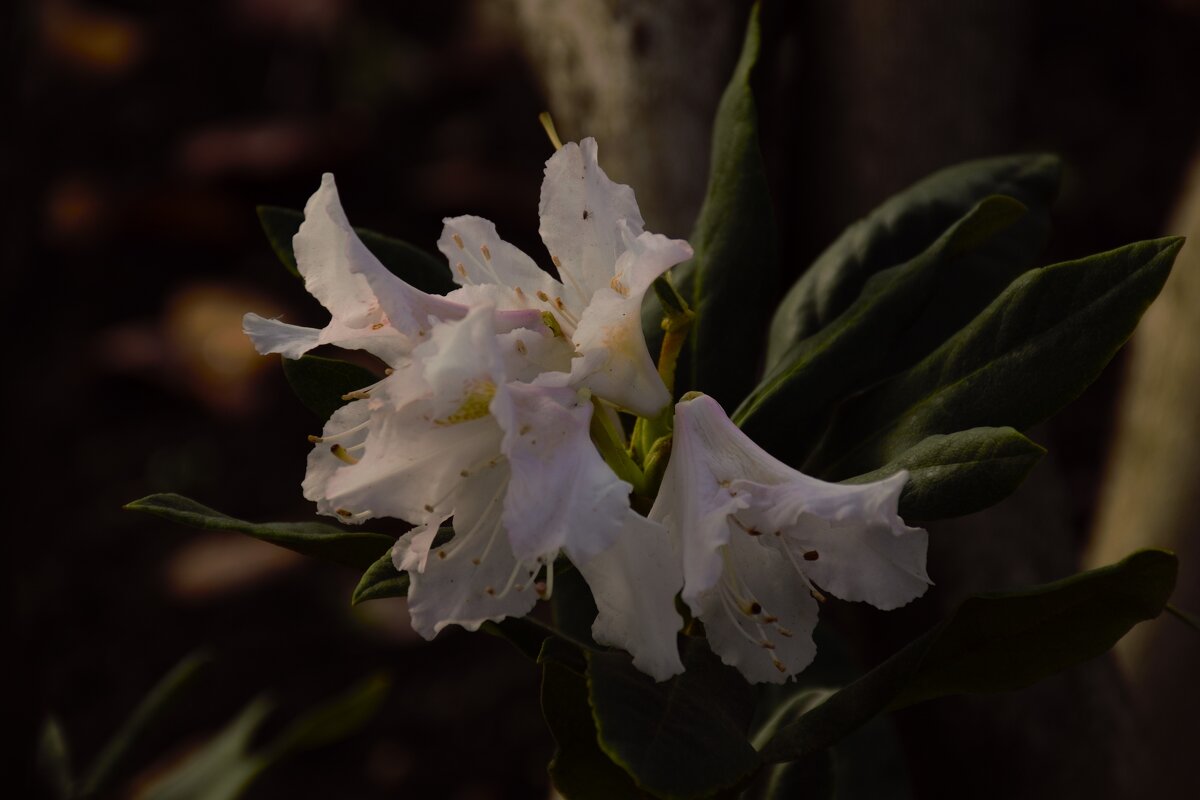 Молоденький цветущий побег Рододендрона. - Юрий Полторыхин.