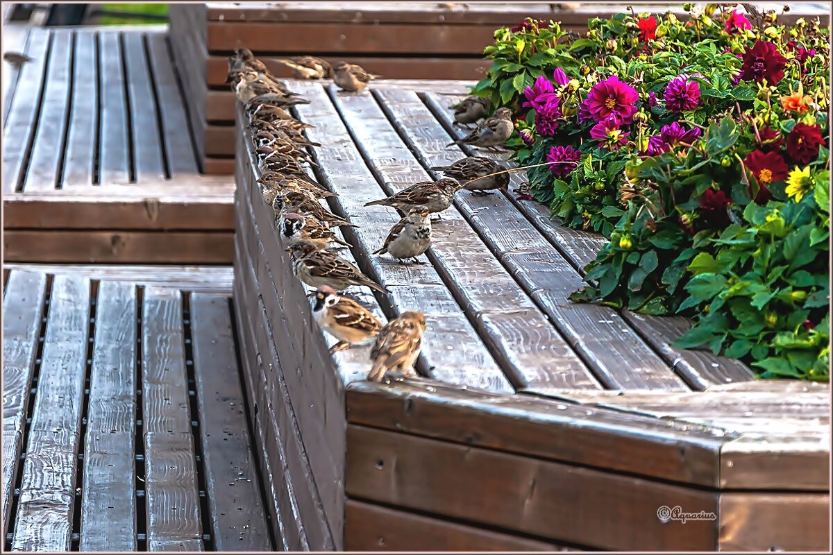 Про сентябрь... - Aquarius - Сергей