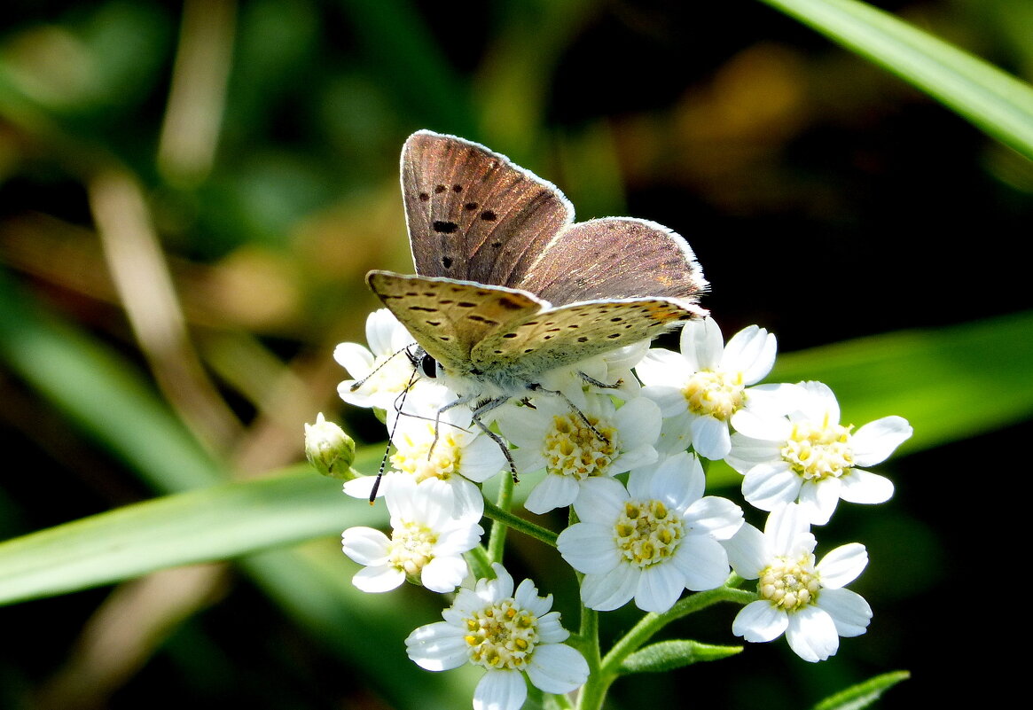 опять про бабочек...46 - Александр Прокудин