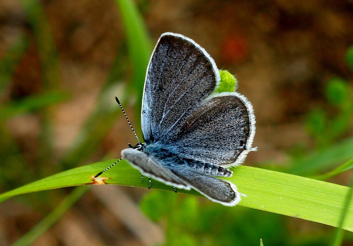 опять про бабочек...50 - Александр Прокудин опять про бабочек...50 - Александр Прокудин