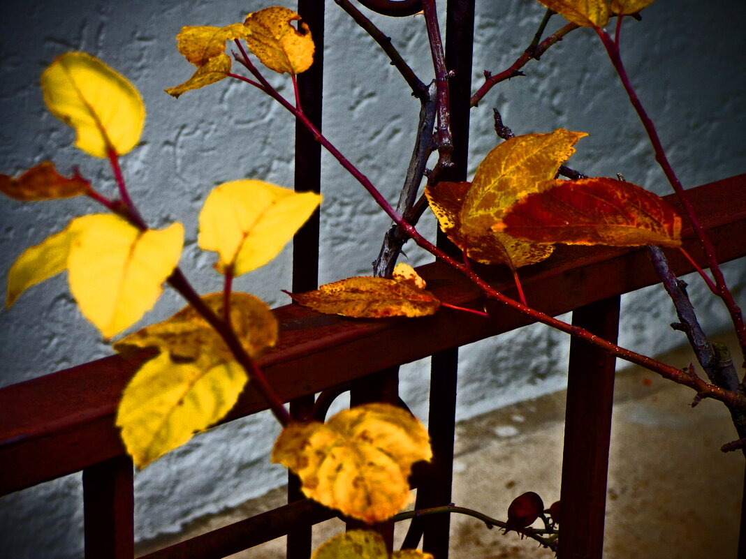 Осень 52 - Алексей Кузнецов