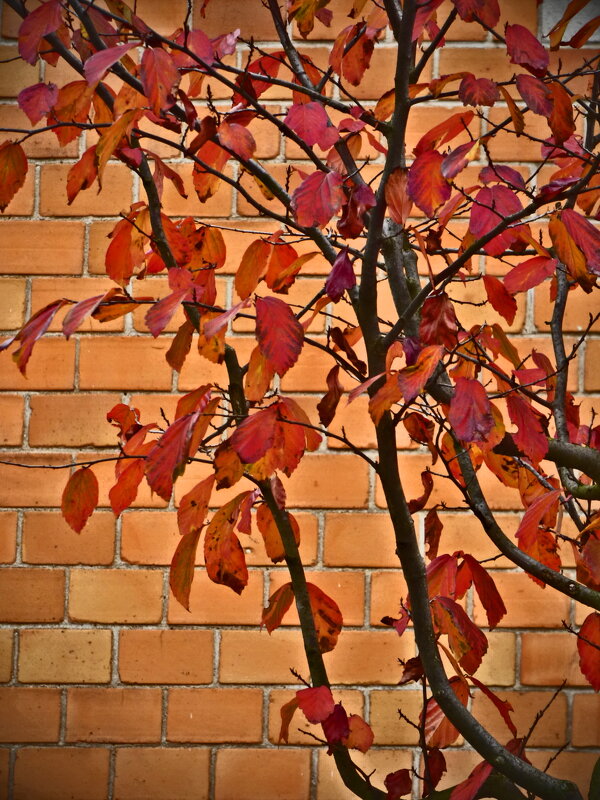 Осень 55 - Алексей Кузнецов