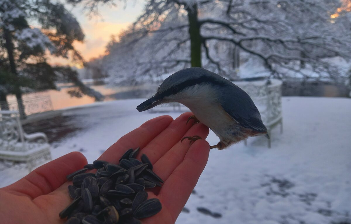 Поползень - Сапсан 