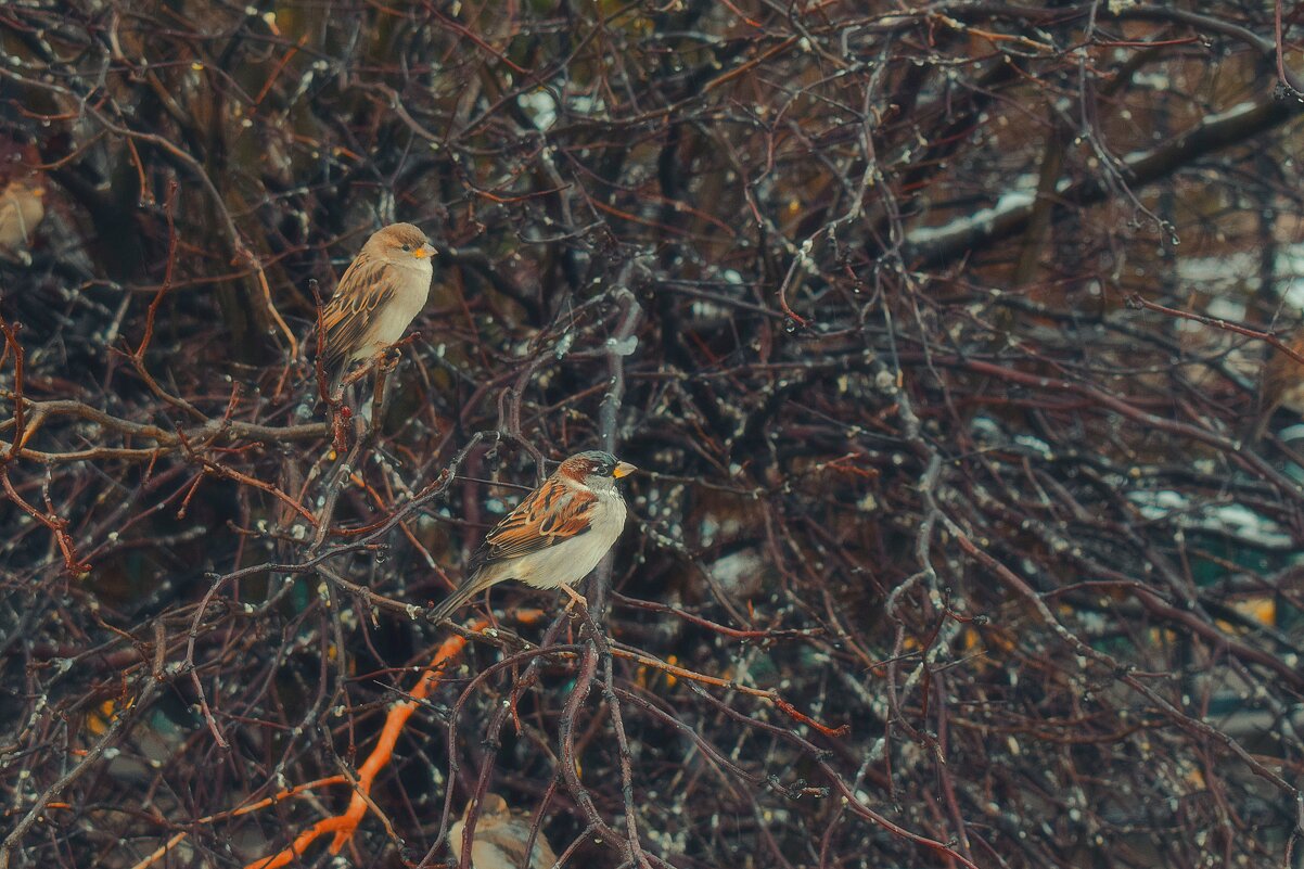 Воробьи в шоке. - Татьяна Помогалова