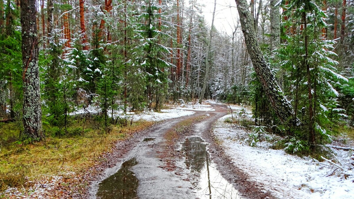 Снег и лужи в лесу. - Милешкин Владимир Алексеевич Снег и лужи в лесу. - Милешкин Владимир Алексеевич