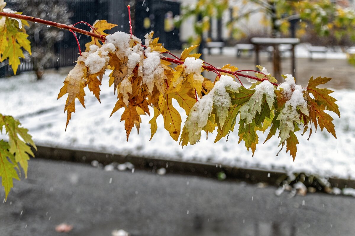 Первый снег - Валерий Иванович