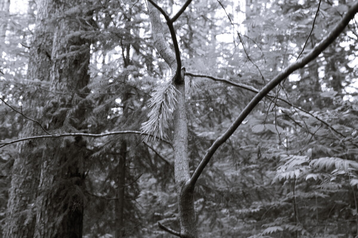 Фотография - Денис Безногов