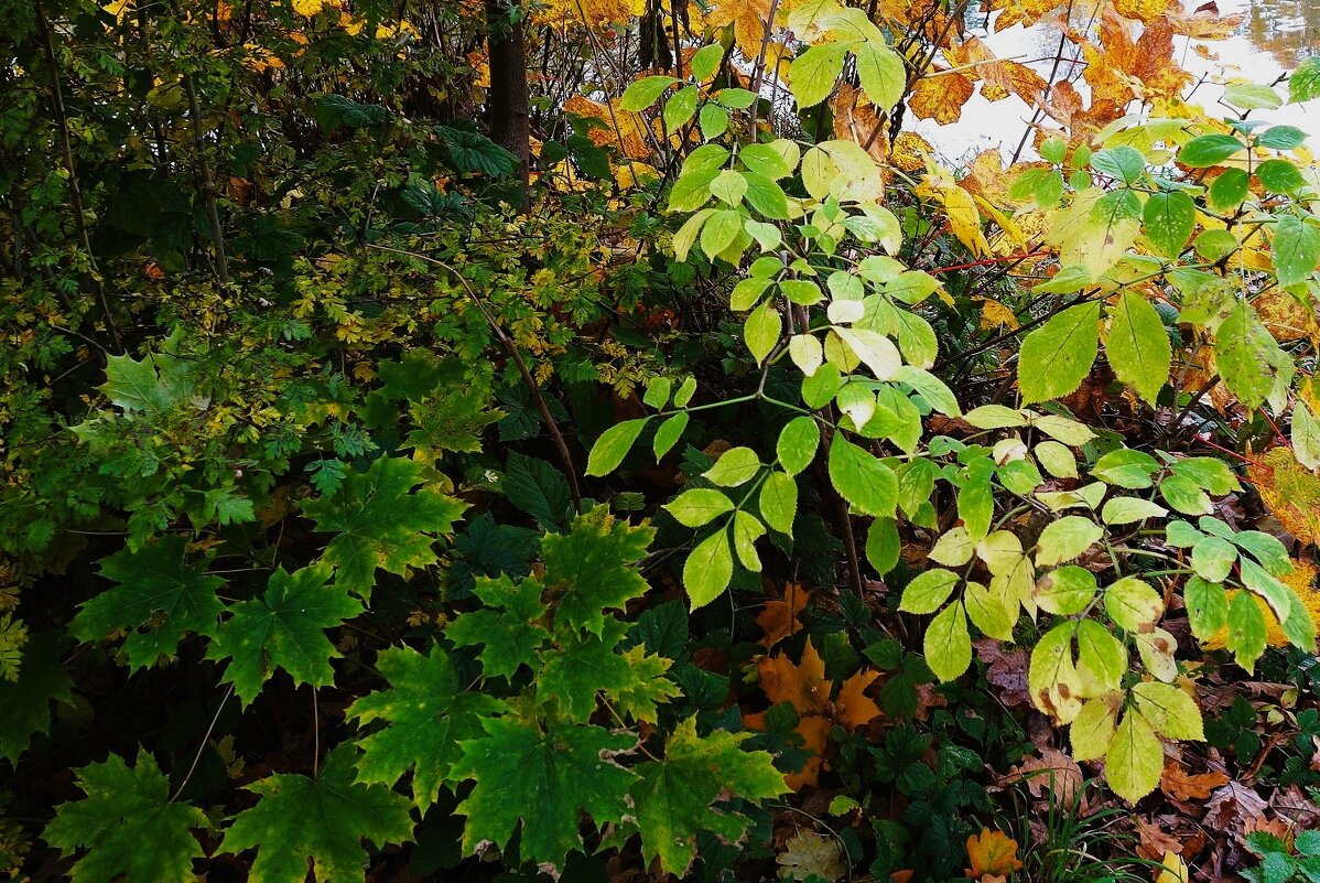 Картинки осени - Рита Симонова
