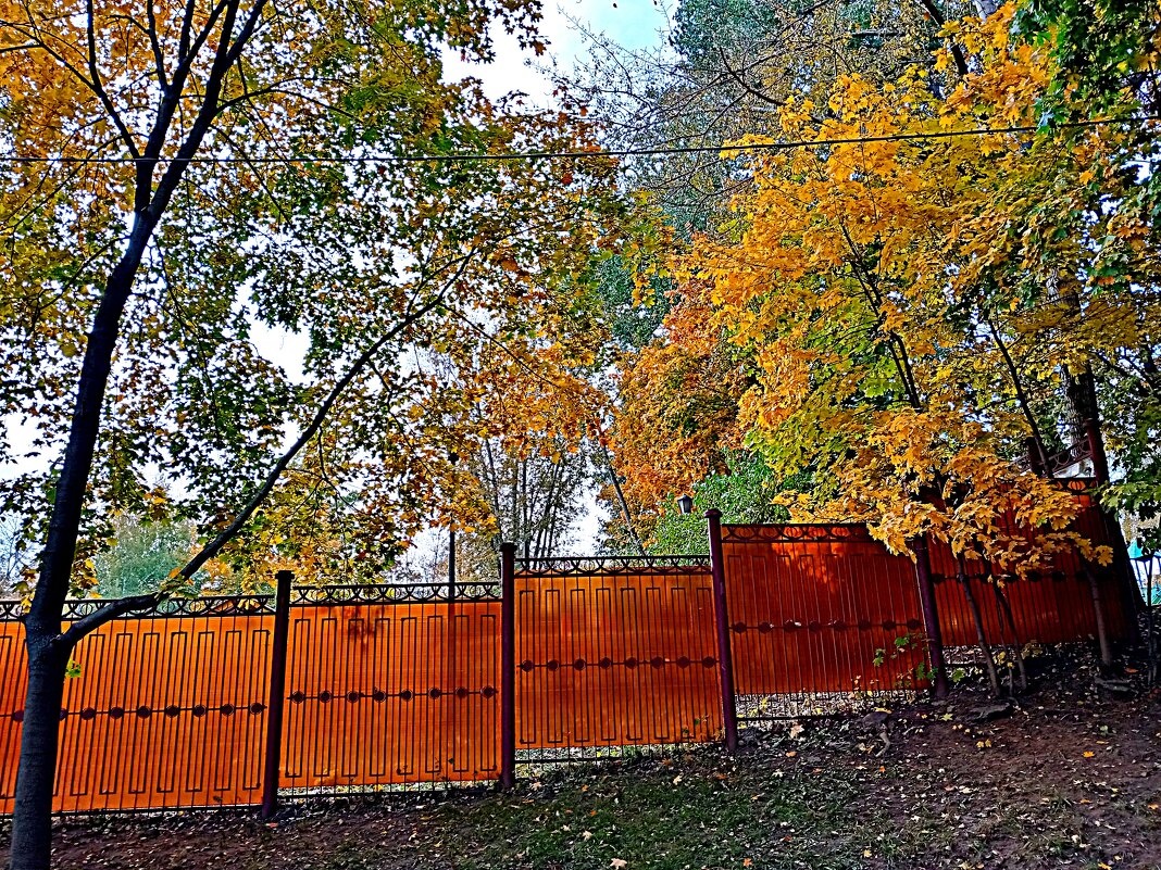 Осень. - Владимир Драгунский Осень. - Владимир Драгунский