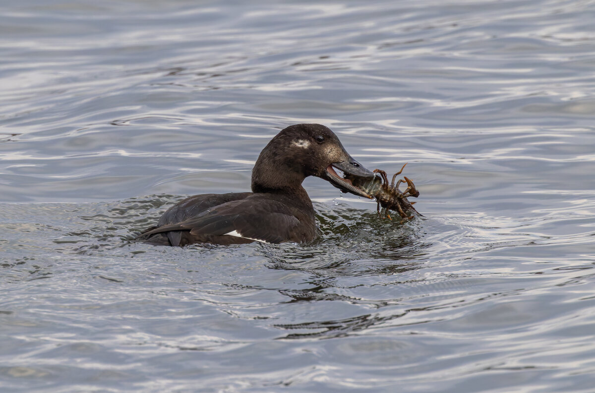 турпан - юрий макаров