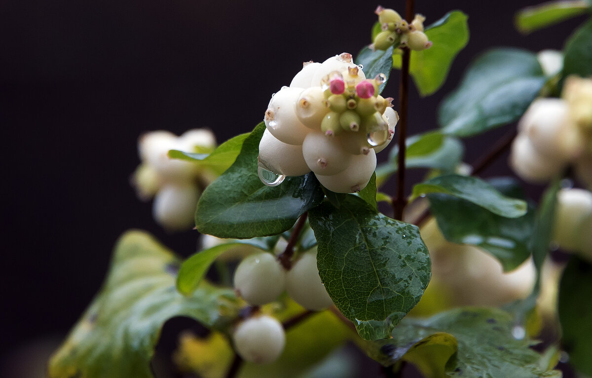 *** - Владимир Безбородов