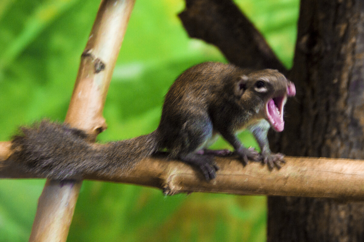 МОЙ ЗООПАРК - Карликовая МАРА РРрр - Владимир Максимов