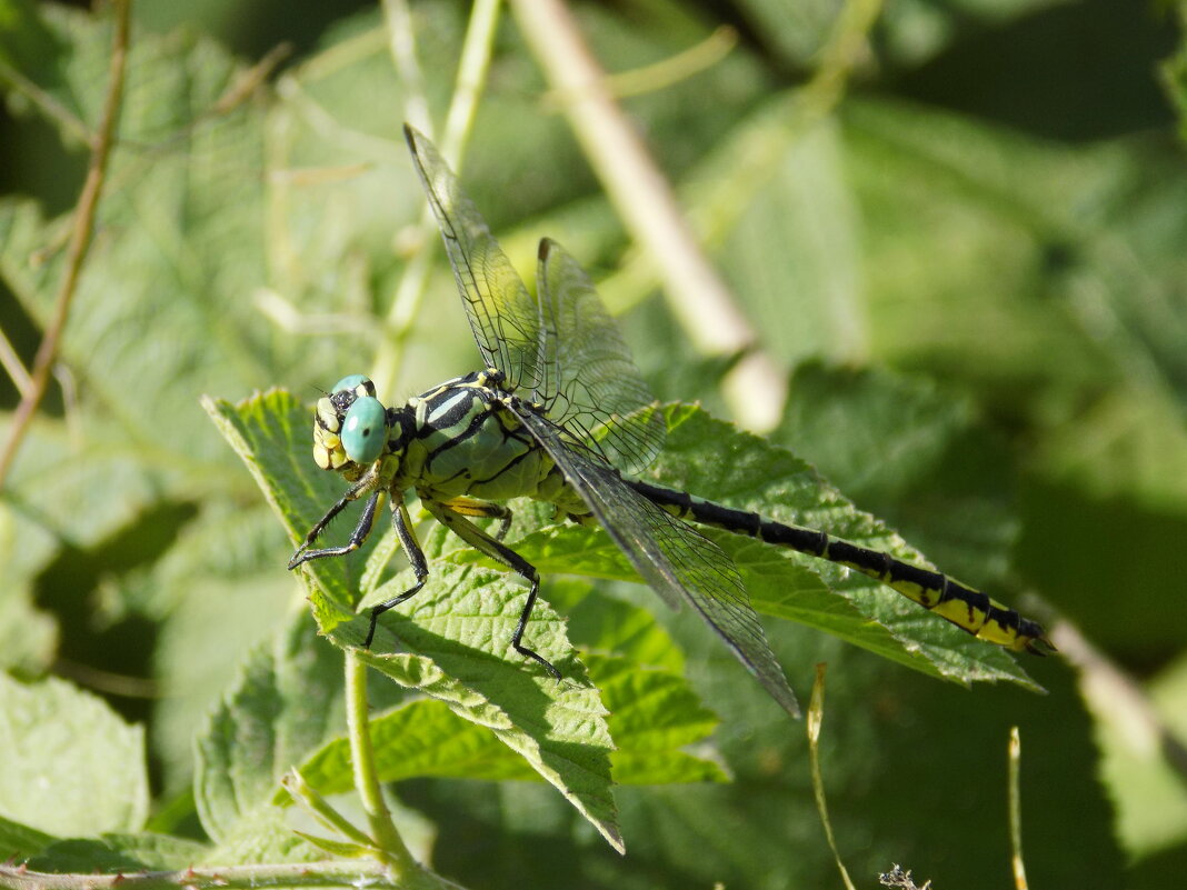 Дедка желтоногий - Константин Штарк
