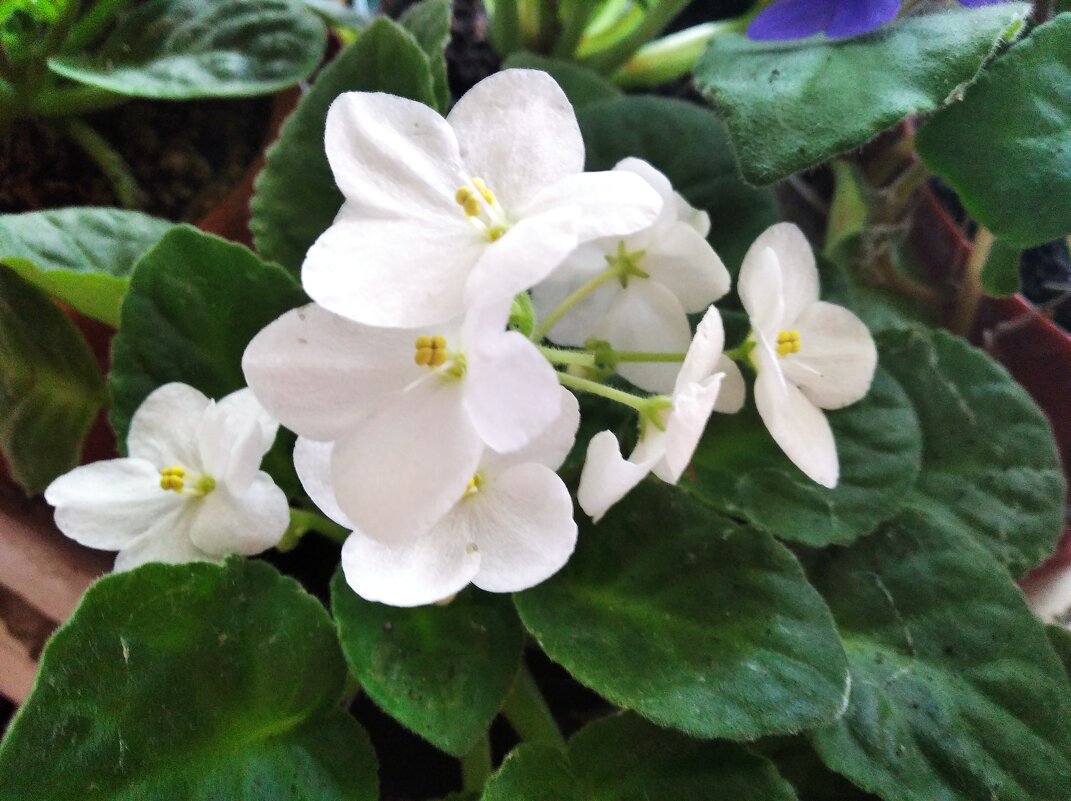 Фиалка - Елена Семигина