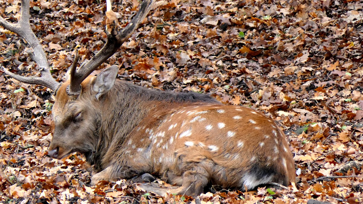 Осень-Олень с золотыми рогами ходит весь день у реки - за стогами. - "The Natural World" Александер Осень-Олень с золотыми рогами ходит весь день у реки - за стогами. - "The Natural World" Александер