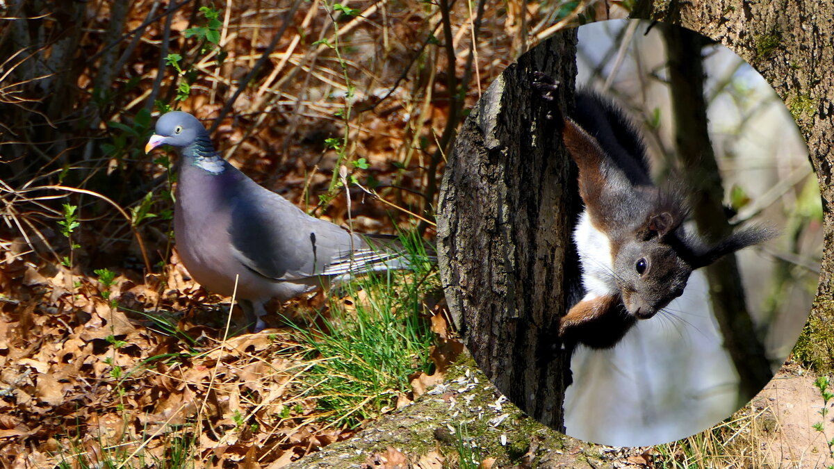 -Белка, Белка, ты куда? -У меня сейчас страда. Нужно мне набрать орехов Без ошибок и огрехов. Отнесу - "The Natural World" Александер -Белка, Белка, ты куда? -У меня сейчас страда. Нужно мне набрать орехов Без ошибок и огрехов. Отнесу - "The Natural World" Александер