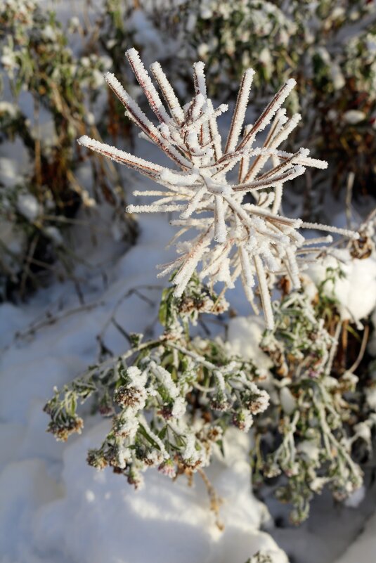 Бодрое утро - Ольга 