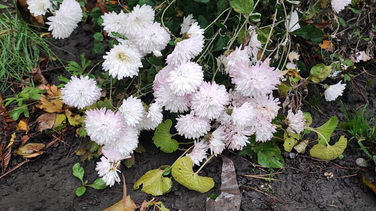 ,,, - Сергей Тимоновский