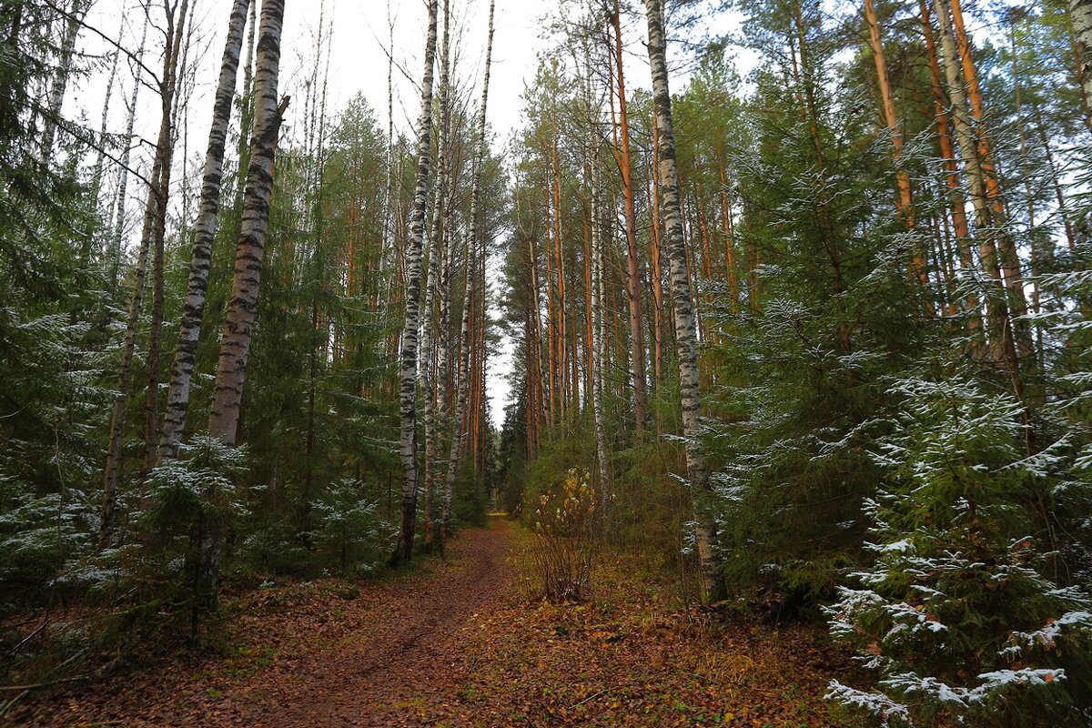 в ожидании снега - Владимир иванов