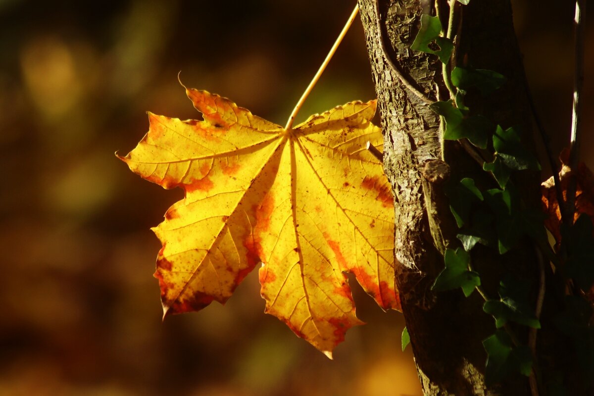 Привет!  Я осень - Юрий. Шмаков