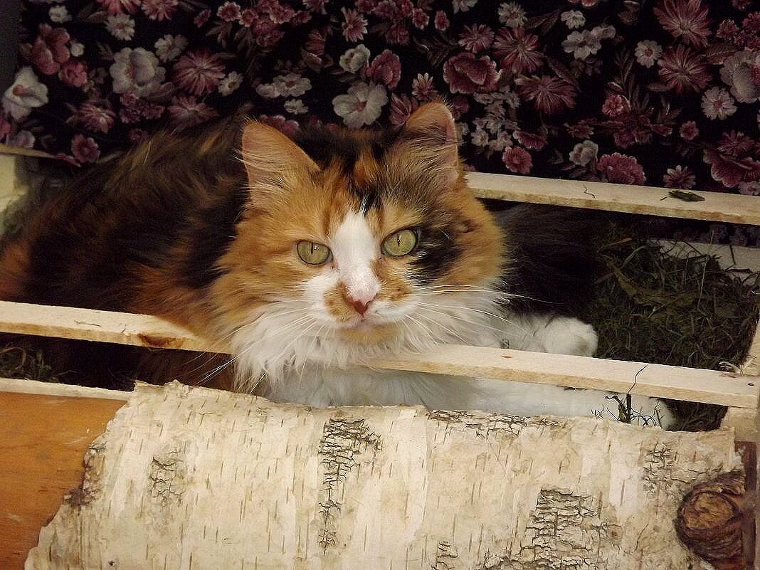 В деревне! - Нина Андронова