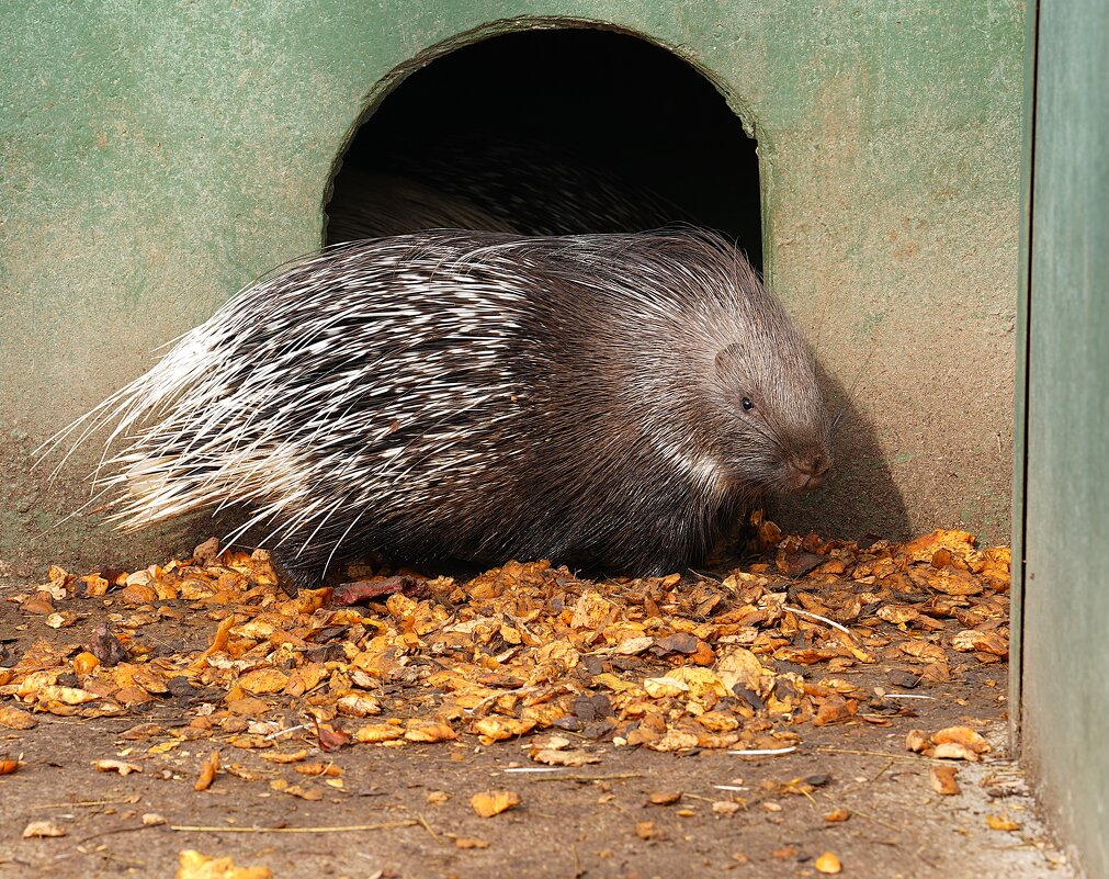В парке Тайган - Татьяна Тюменка