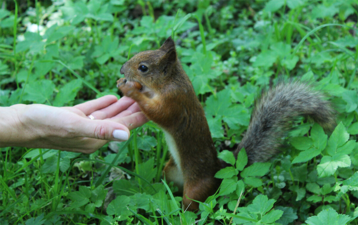 попрошайка - Любовь ***