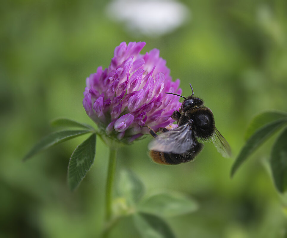 Шмель. - Александр. AVG100 ---