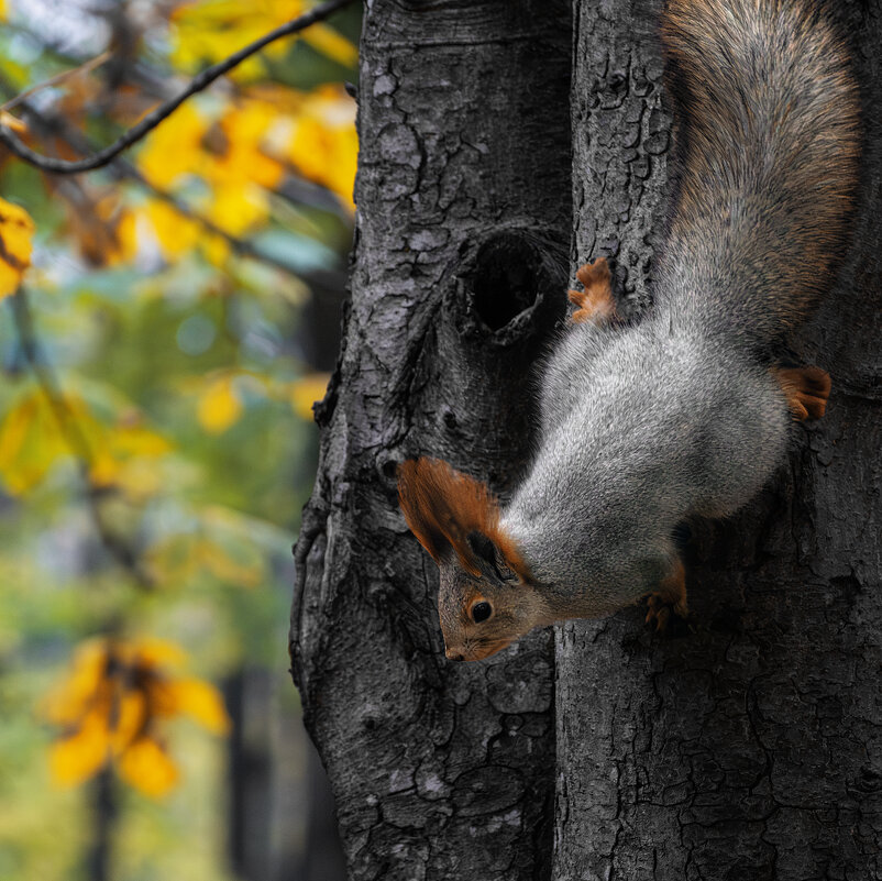 Белка - Игорь Протасов