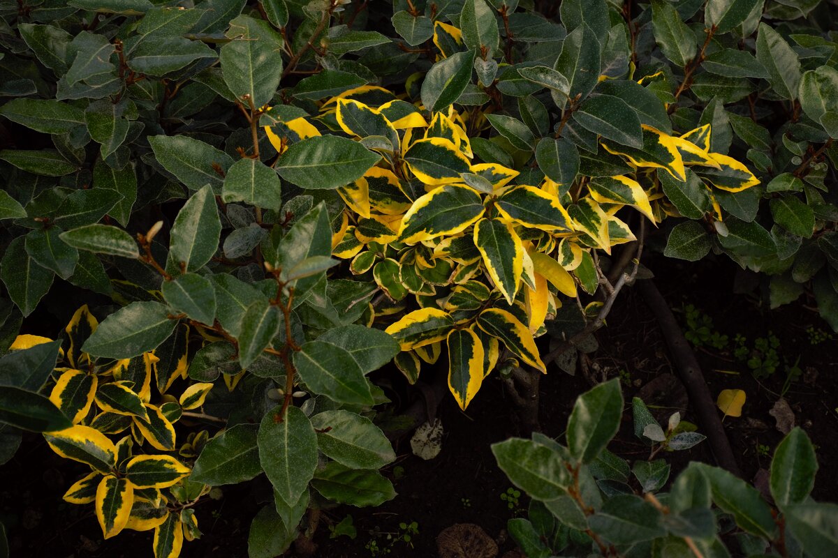 Вновь эти листочки! - Юрий Полторыхин.