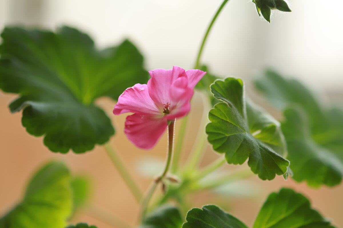 Домашние цветы - Александр Ш