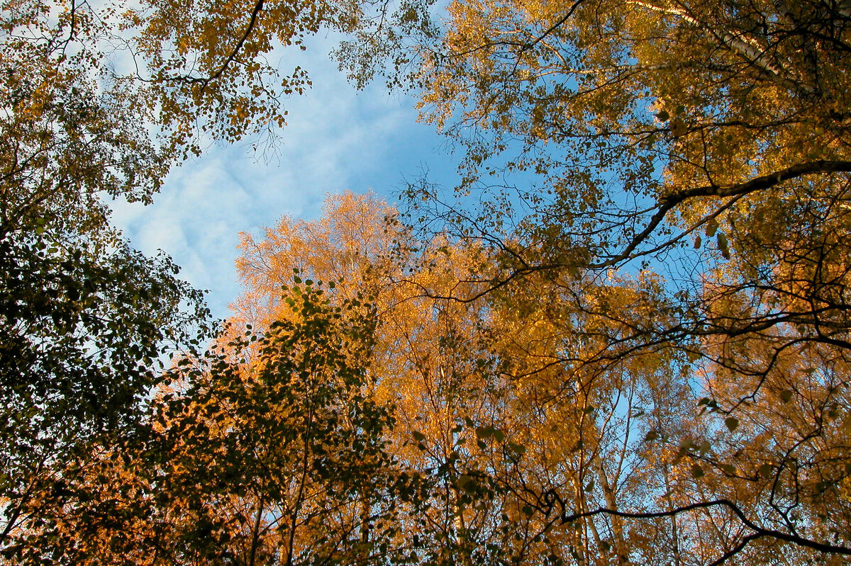 А где-то в вышине мелодию контральто готовится пропеть погода ноября... - Наталья Лунева А где-то в вышине мелодию контральто готовится пропеть погода ноября... - Наталья Лунева