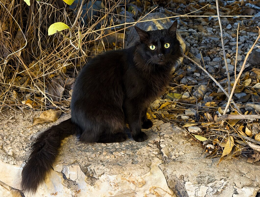 Бездомный красавец - Александр Деревяшкин