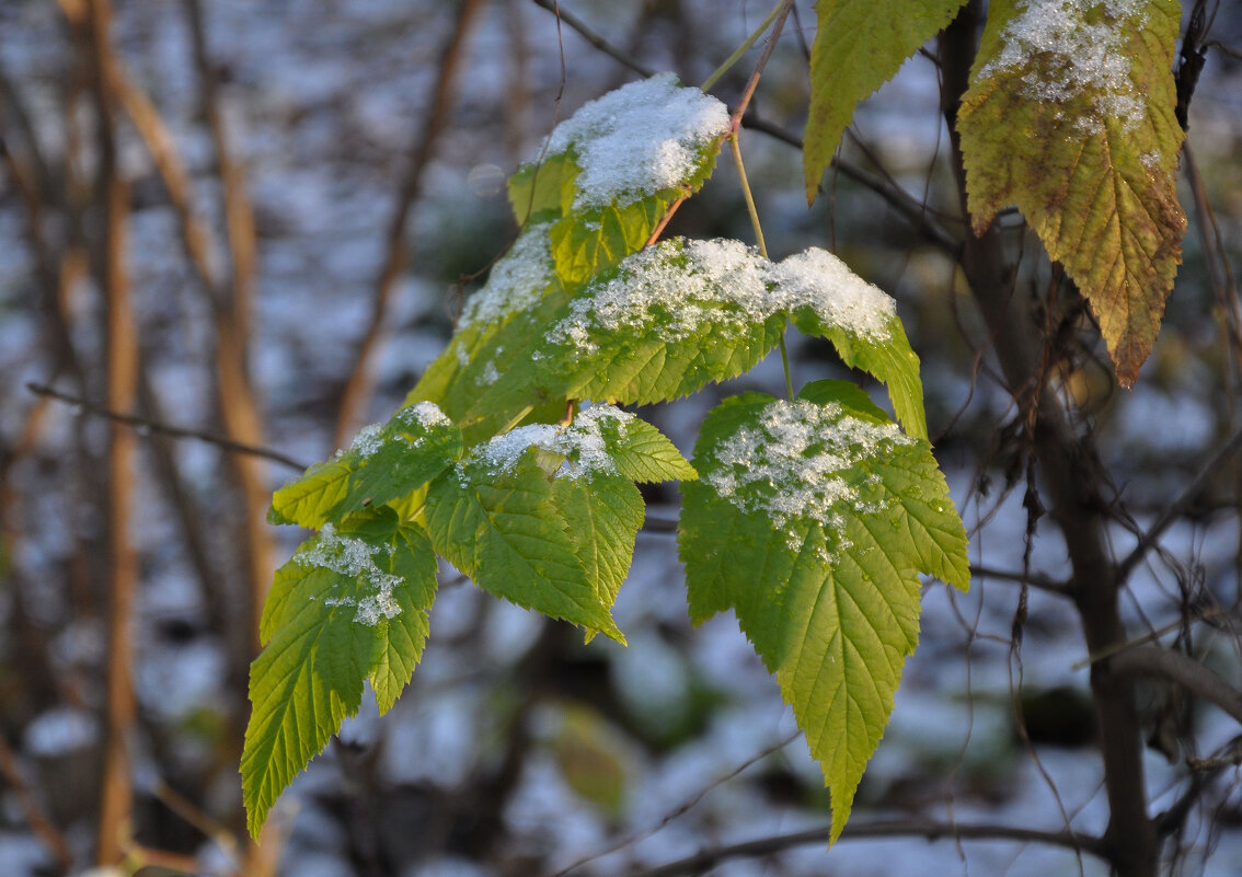 Первый снежок - Татьяна Машошина