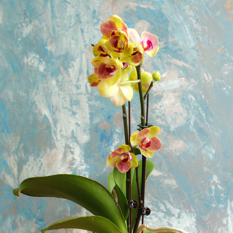 Моя коллекция орхидей - Irene Irene Моя коллекция орхидей - Irene Irene