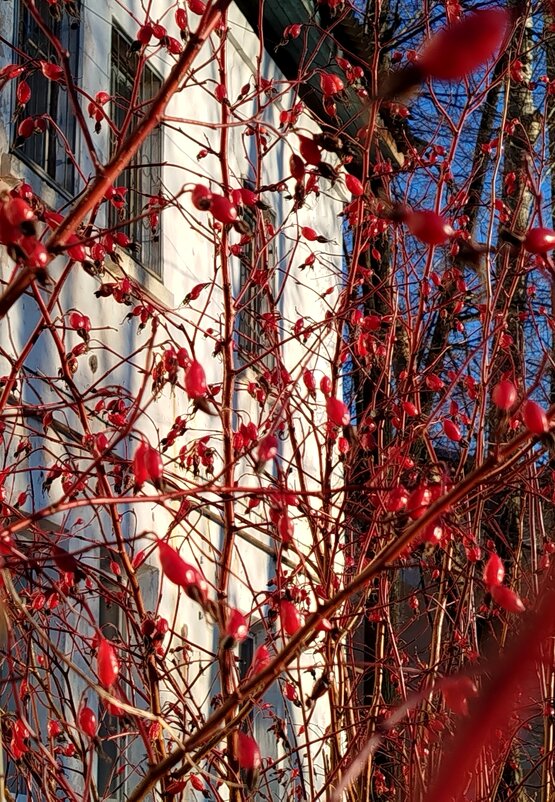 Старый дом и шиповник - светлана льдокова