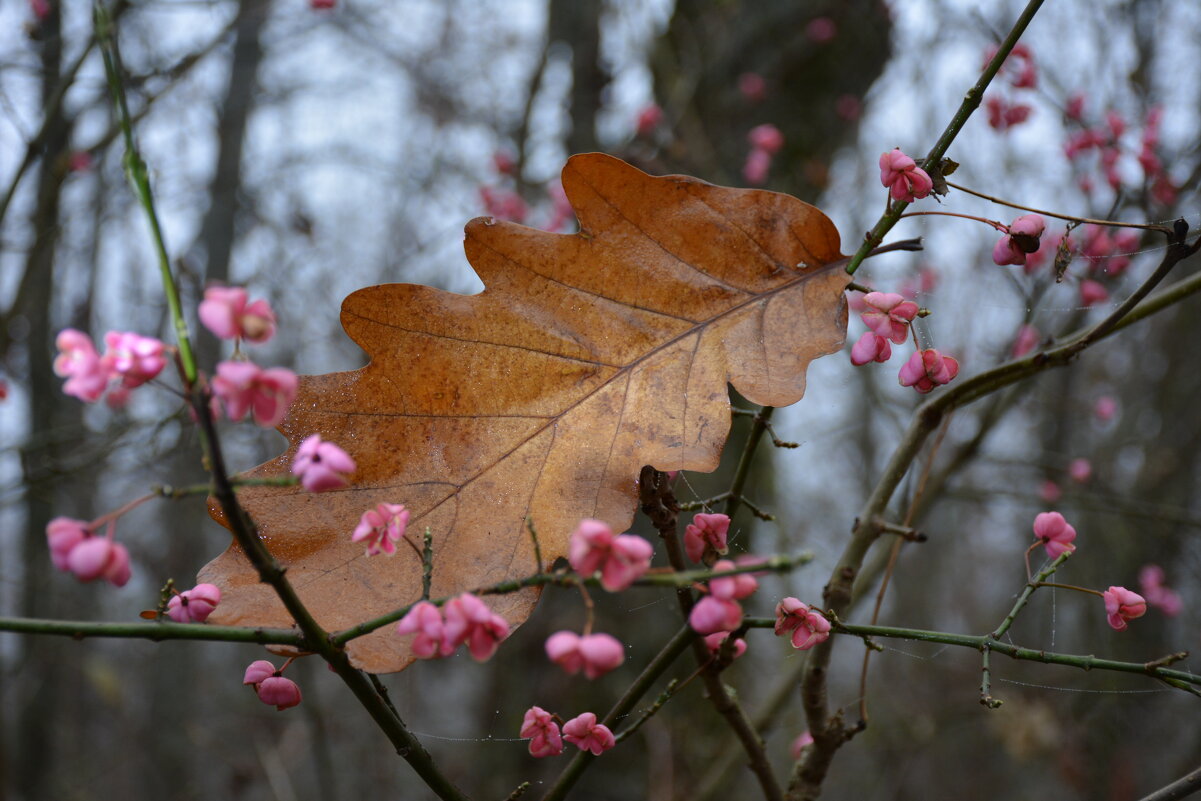 Репортаж из осени ...1 - александр донченко
