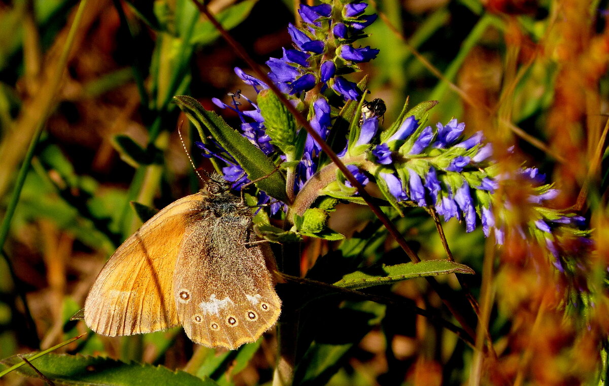 опять про бабочек...53 - Александр Прокудин